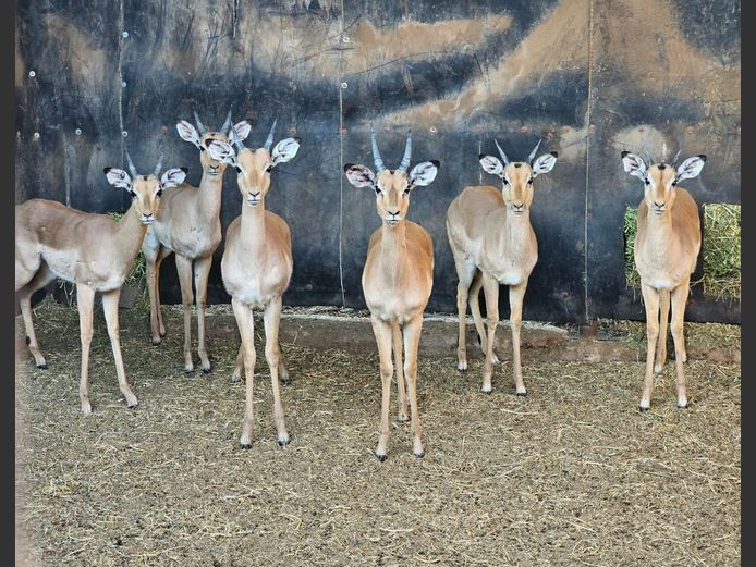 IMPALA | UNICO PROJECTS