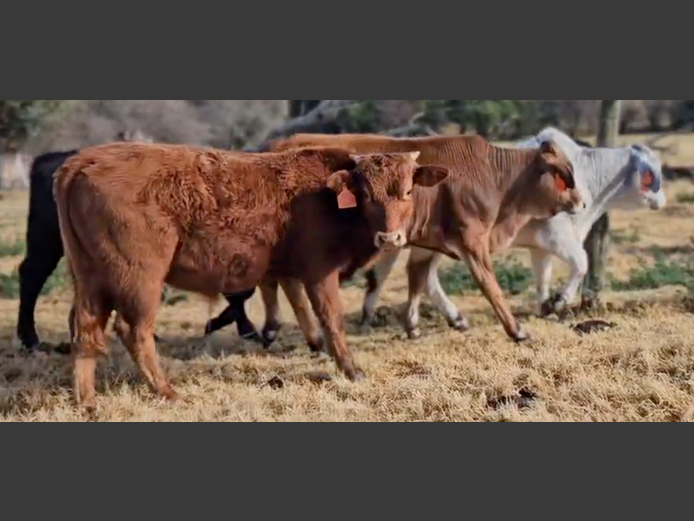 Intact Bull Calves | Indinga Farming