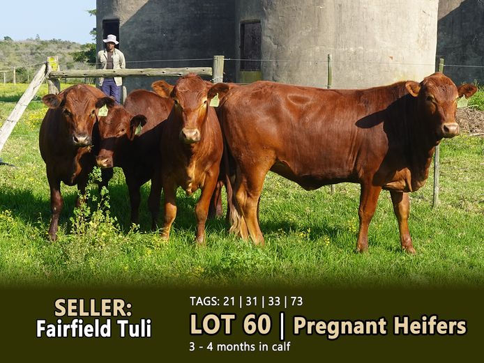 Commercial Animals | FAIRFIELD TULI