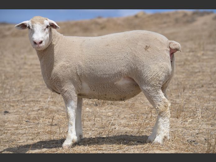 VS 250300 | VREDESIG FORBES