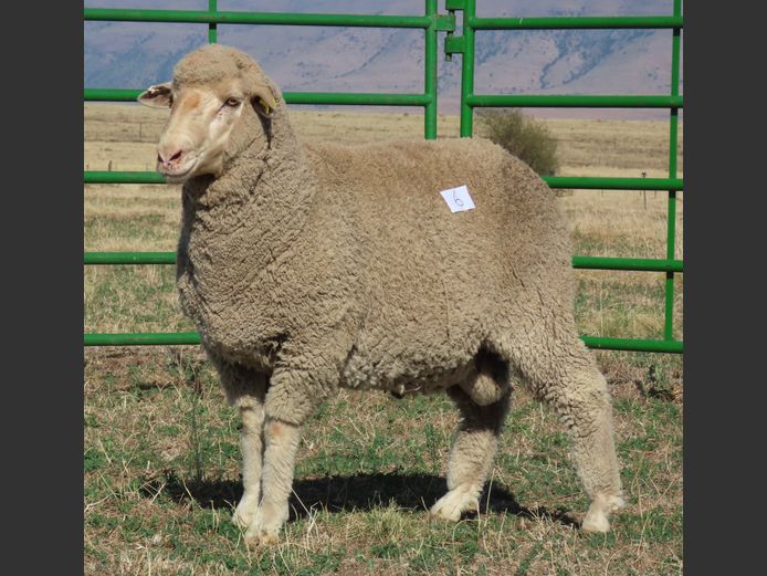29 | Rooipoort Poenskop Merinos                
