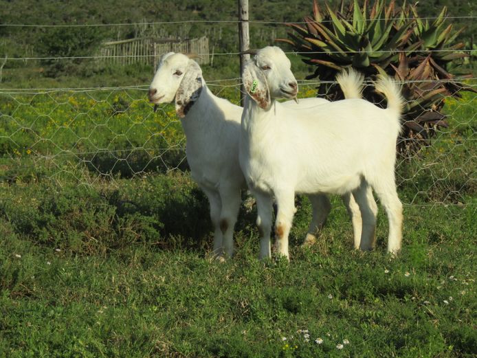 Commercial Ewes | Bushkloof