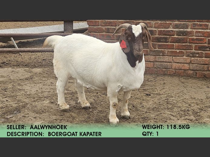 Kapater | Aalwynhoek