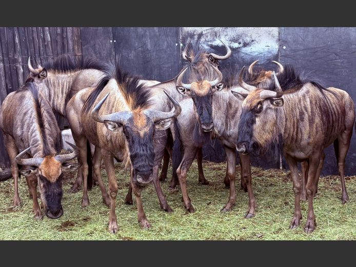 Blou Wildebees Teeldiere