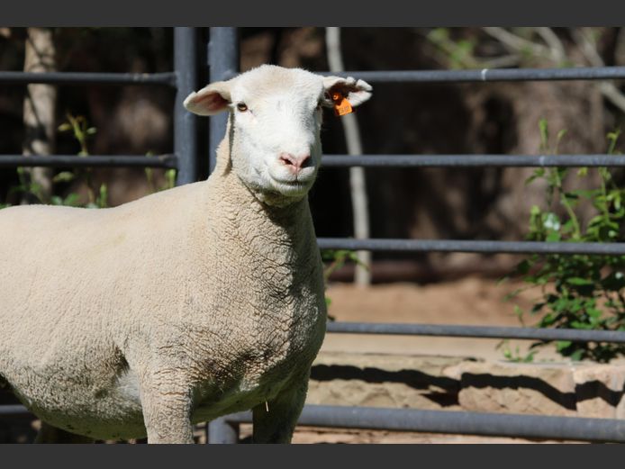 DZ 240127 | 2 STEYNS BOERDERY