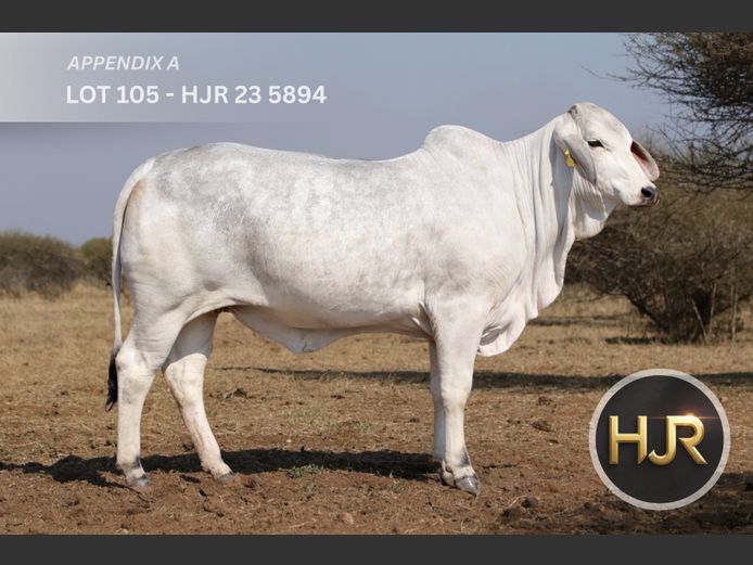 Commercial Animals | HJ ROETS