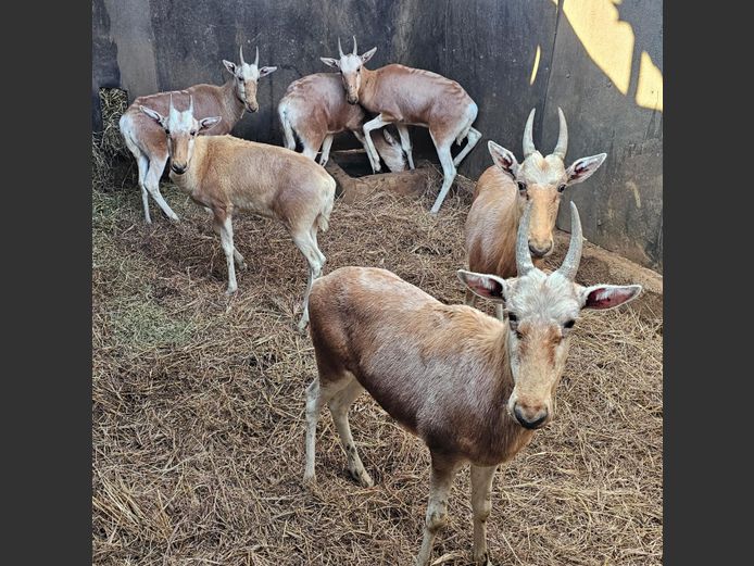 KOPER BLESBOK | HELICON
