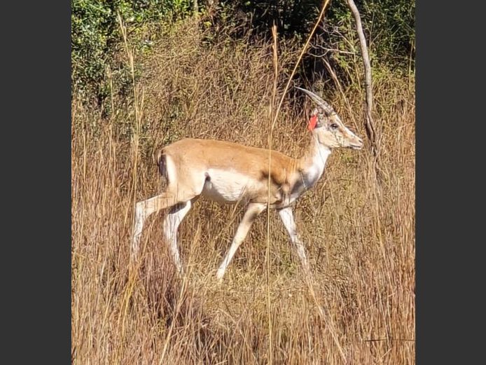 WHITE FLANK ROOIBOK | SENSATIONAL HUNTING
