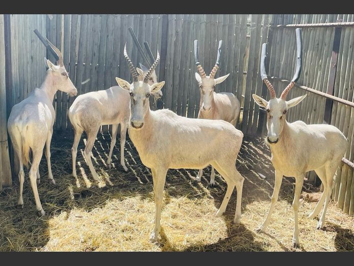 Wit Blesbokke
