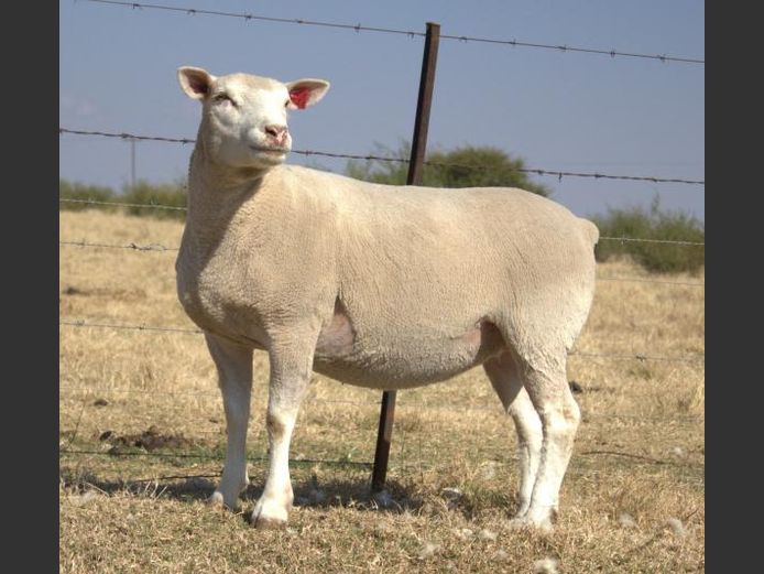 CJW 240005 | CJW BOERDERY
