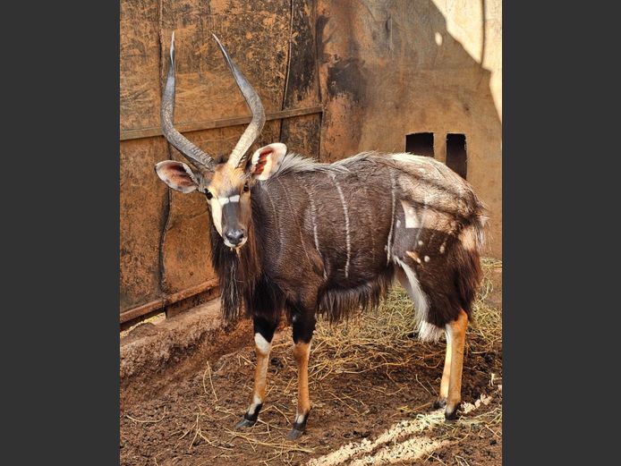 NJALA | BIRKEN VERVOER