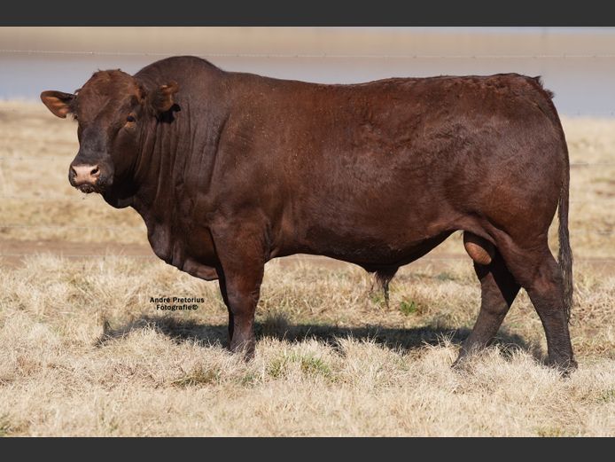 AG220604
