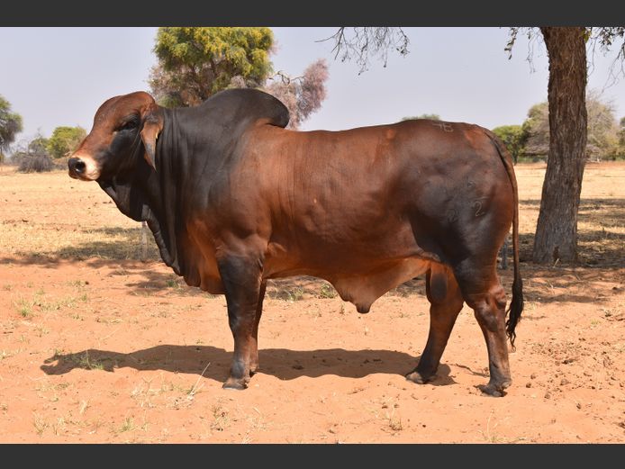 22-0014HB | RUMBA BRAHMAN