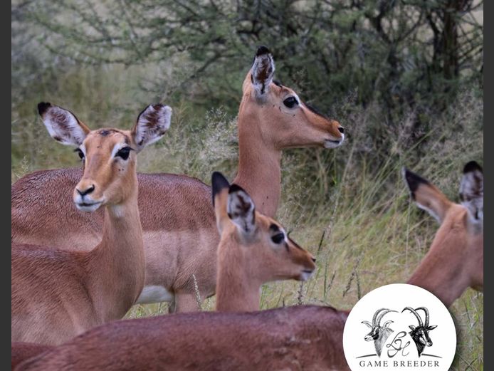Impala Breeding | WATERBERG PLATO GAME BREEDERS