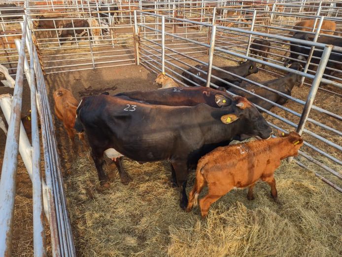 VAN NIEKERK PJ | DAIRY CATTLE 
