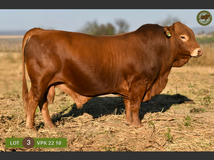 VPK220010 | WENKOR BEEFMASTERS