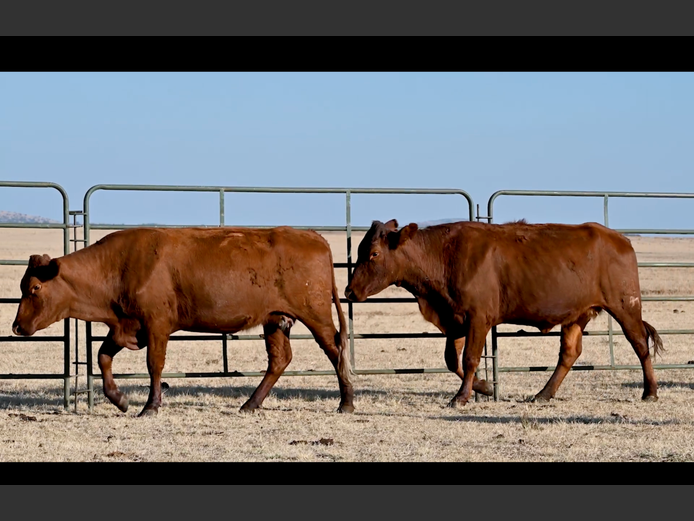 Commercial Animals | ALLEM BROTHERS