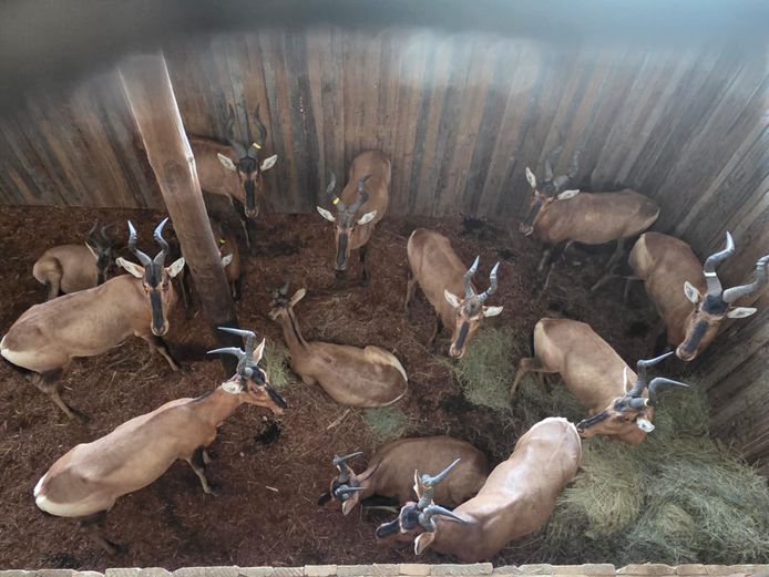 Red Hartebeest | Cillfaris