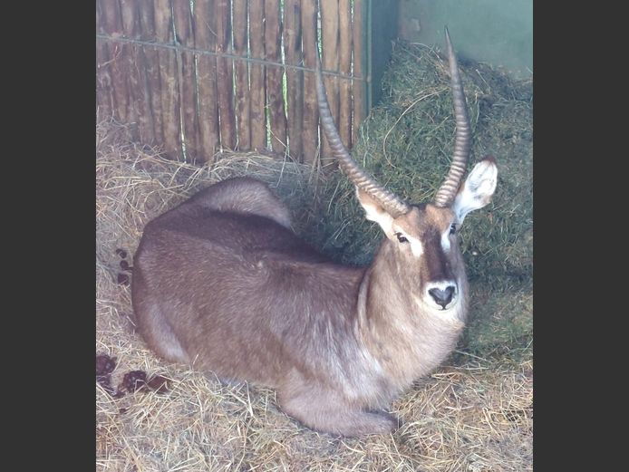 Waterbok | Amanzi