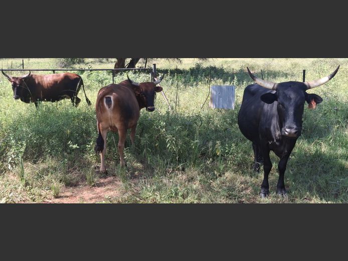 Commercial Animals | ARIES FAMILIE TRUST
(P.MARTIN)