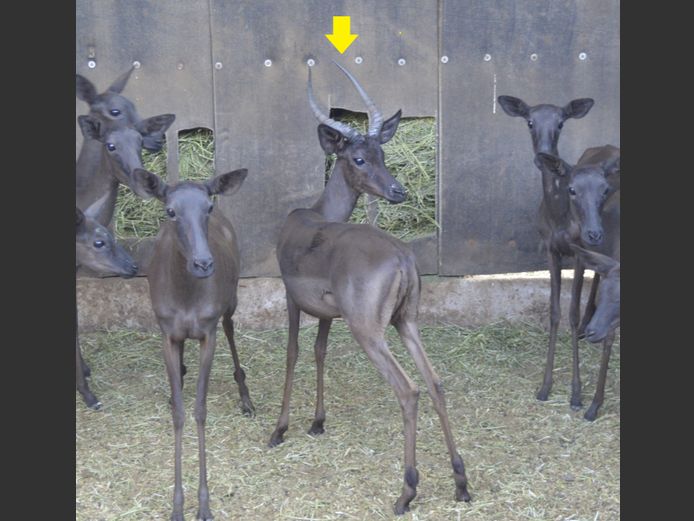 Swart Rooibok | Bosveld Game Breeders