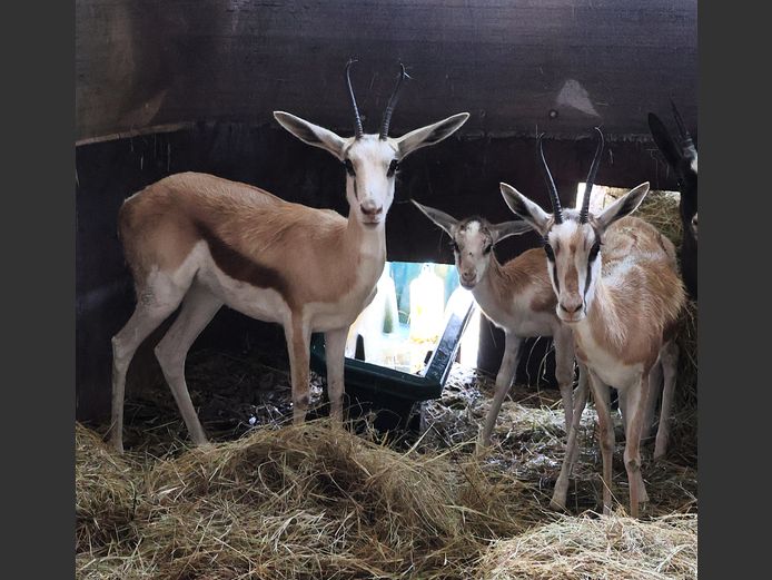 KONING SPRINGBOK | BYLEVELD FAMILIE BOERDERY