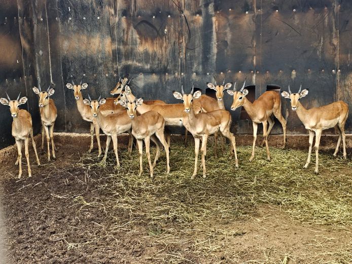 IMPALA | ROOIBOSKLOOF