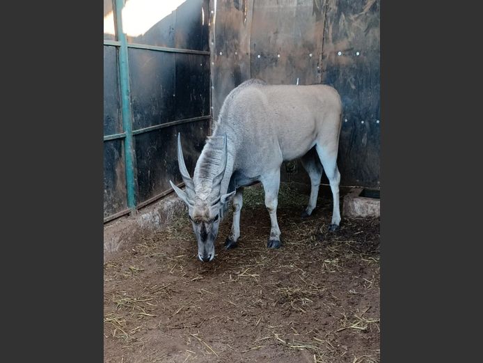 ELAND | HELICON