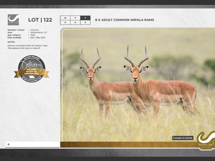 Impala - Common | Woody Cape Wildlife (Pty) Ltd