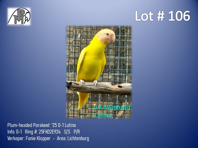 0-1 '25 Plum-headed Parakeet: Lutino - Fanie Klopper