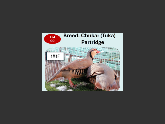 CHUKAR (TUKA) PARTRIDGE | ANNUAL MYTILUS AND ELOFF