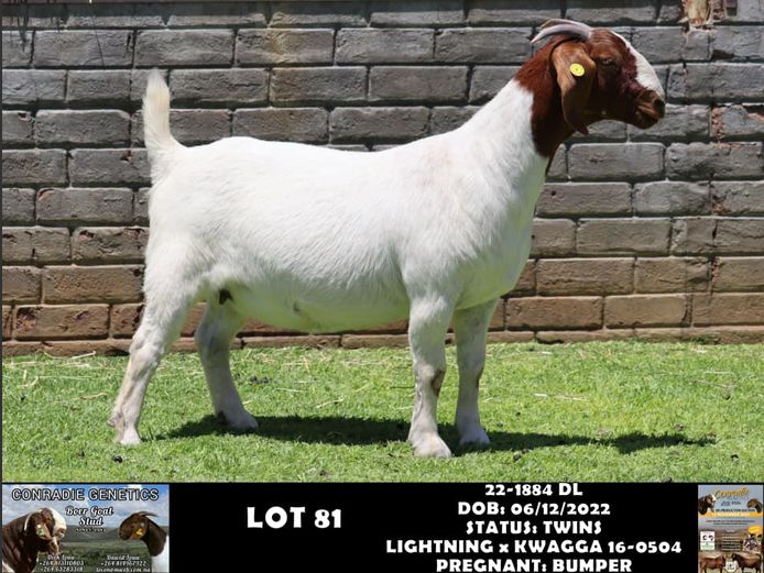 22-1884 DL | DAWID LOUW