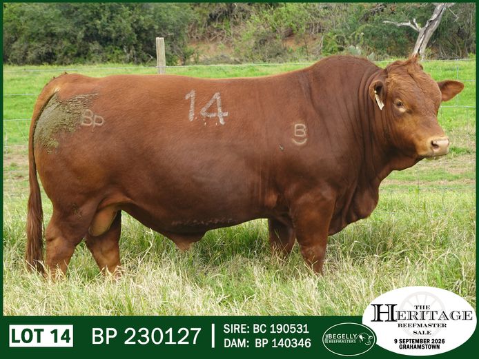 BP 230127 HH | BEGELLY BEEFMASTERS
