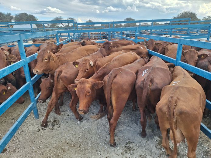 Commercial Cow Lean