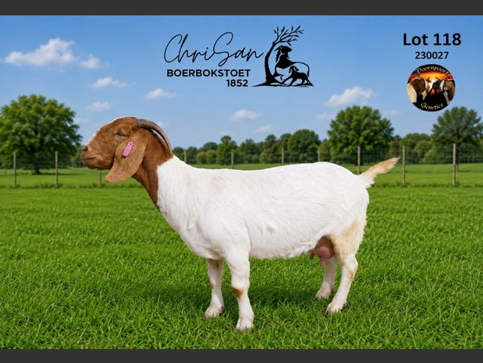 1852230027 | CHRISAN BOERBOKSTOET