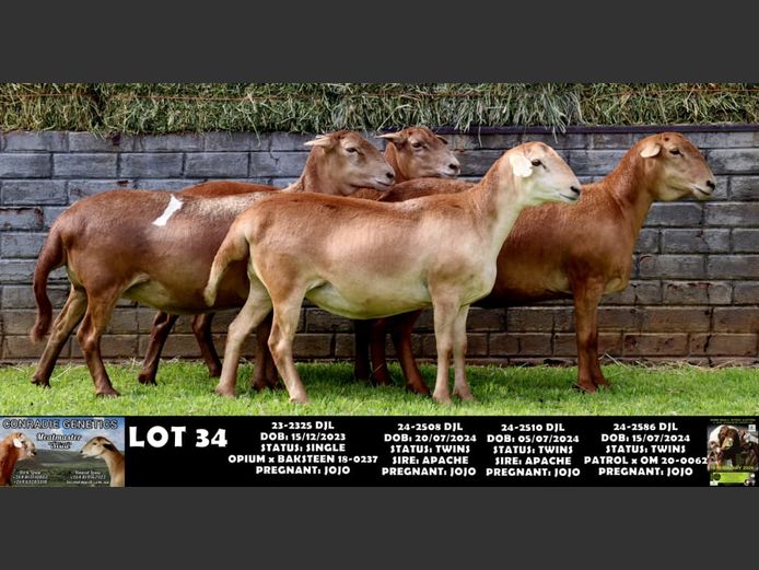 24-2508 DJL | 24-2510 DJL | CONRADIE GENETICS 