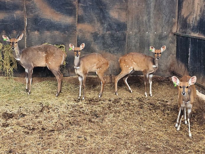 BUSHBUCK | ANDERSON WILDLIFE