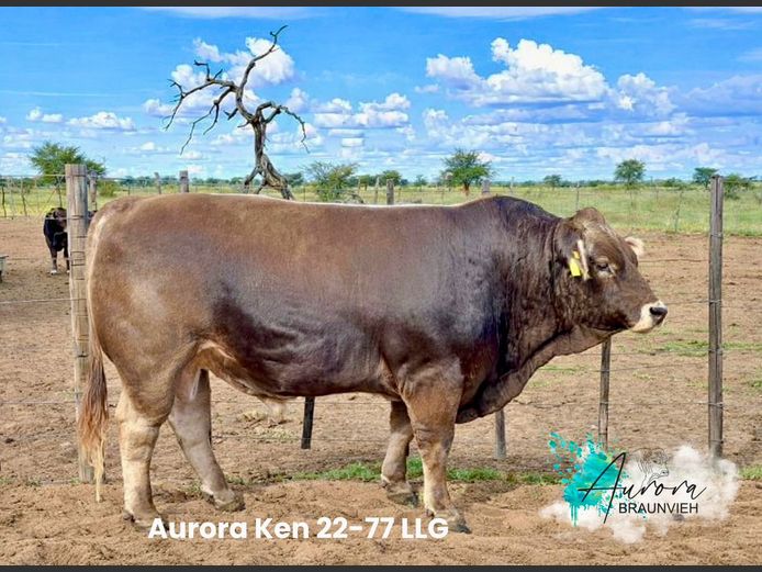 22-0077LLG | AURORA BRAUNVIEH STOET