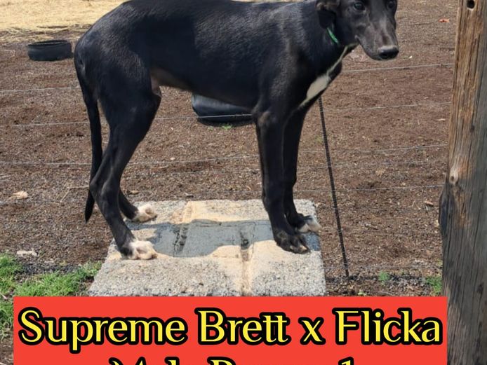 Black Male Puppy 1 - Supreme Brett x Flicka Puppy