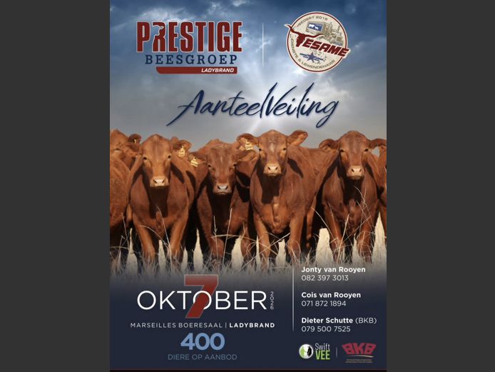 PRESTIGE BEESGROEP AANTEELVEILING