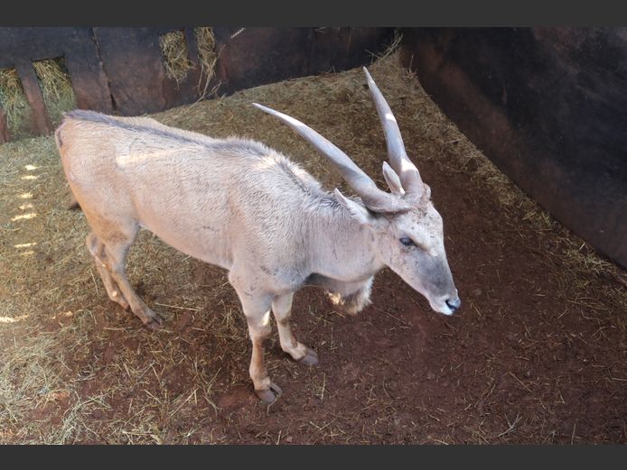 Eland