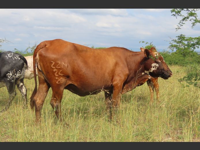 Commercial Animals | MATLA (O.T. Jannasch)