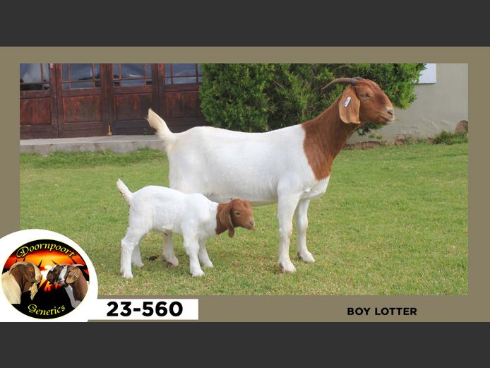 22-560  |  Boy Lotter