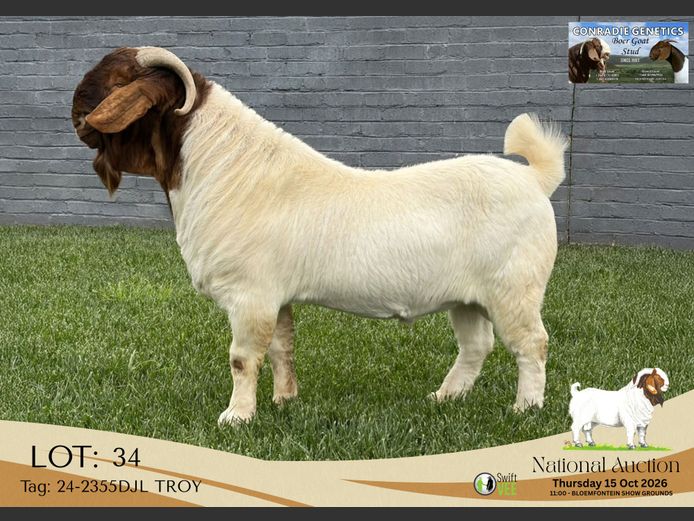 24-2355DJL TROY | Conradie Boerbokstoet