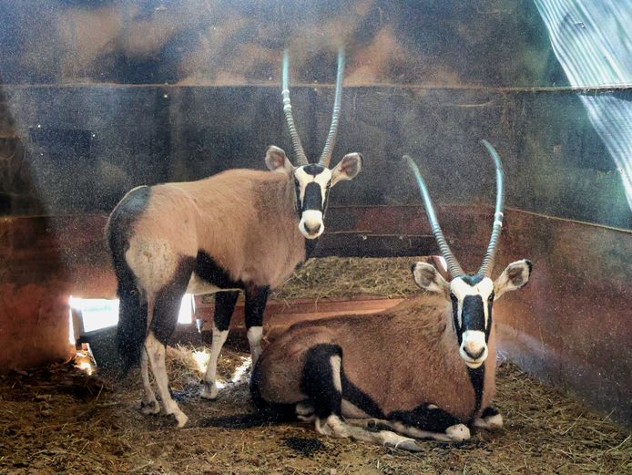 GEWONE GEMSBOK | AL BADENHORST