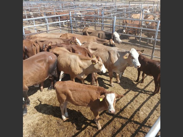 COWS WITH CALVES | DOLL FARMING PREMIUM AUCTION