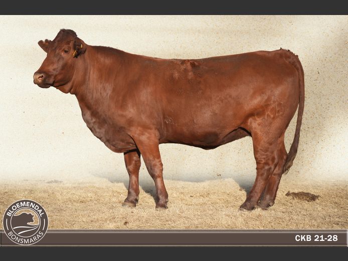 CKB210028 | CHRIS KRUGELL BLOEMENDAL