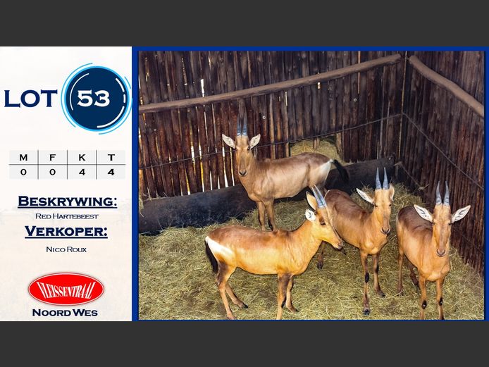 Red Hartebeest