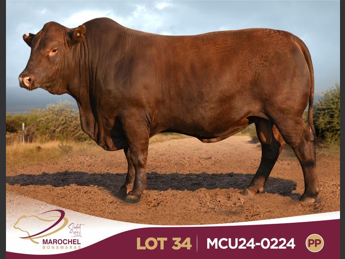 MCU240224 PP(c)