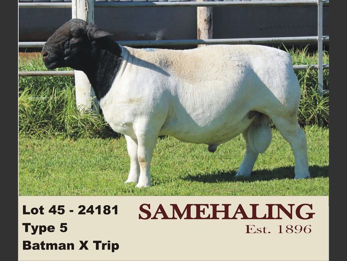 24181-330 | SAMEHALING DORPERS